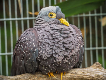 Close-up of parrot perching outdoors