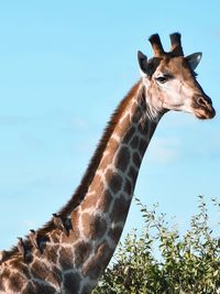 Low angle view of giraffe with birds in jungle against sky