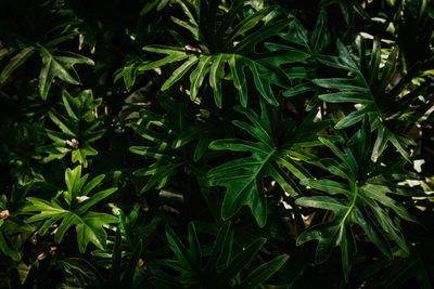 High angle view of plants