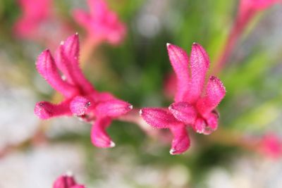 Close-up of pink flowering plant in park