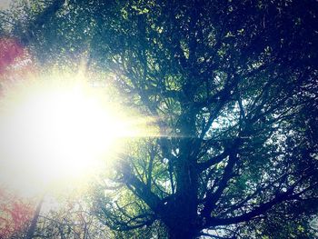 Low angle view of sunlight streaming through trees