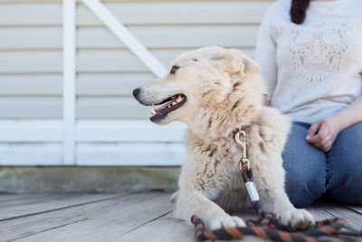 Rear view of woman with dog sitting outdoors