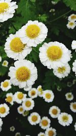 Close-up of white daisy flower