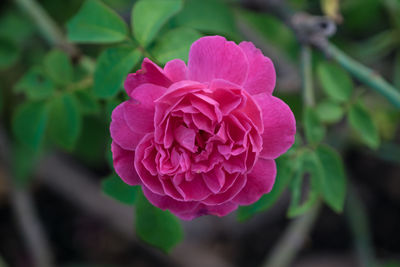 Close-up of pink flower blooming outdoors