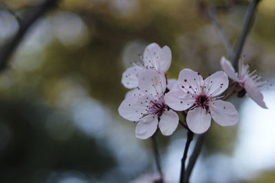 Close-up of white flowers on tree