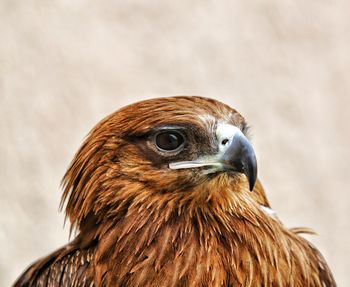 Close-up of owl