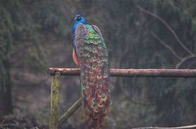 Peacock on a fence 