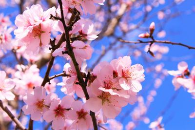 Low angle view of cherry blossom