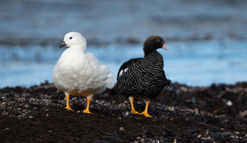 Close-up of a bird