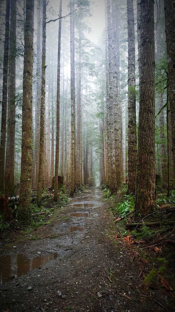 the way forward, tree, forest, diminishing perspective, tree trunk, vanishing point, woodland, tranquility, nature, treelined, tranquil scene, growth, footpath, pathway, sunlight, narrow, transportation, beauty in nature, road, day