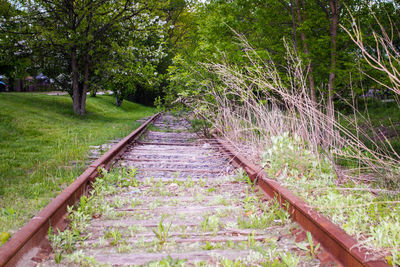Railroad tracks amidst trees in forest