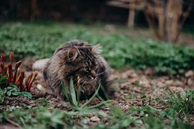 Cat sitting on field