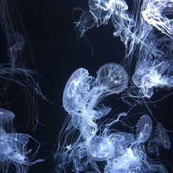 Close-up of jellyfish against black background