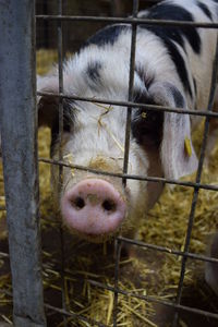 Portrait of pig in pen