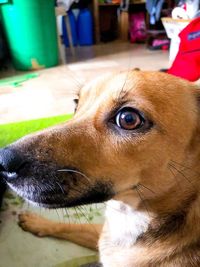 Close-up of dog looking away