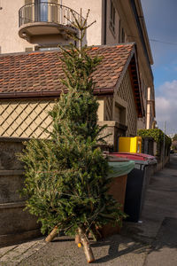 Abandoned christmas trees in the street beside garbage bin after the holidays. 