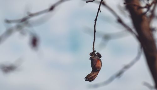 Low angle view of bird on branch