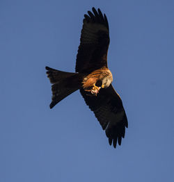 A red kite having an in flight meal , taken in the brecon beacons 