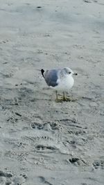 Close-up of bird perching on shore