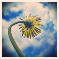 Close-up of yellow flower against sky
