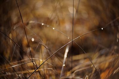 Close-up of water drops on grass