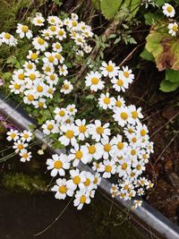 High angle view of white daisy flowers on field