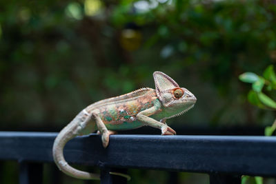 Close-up of a lizard on railing
