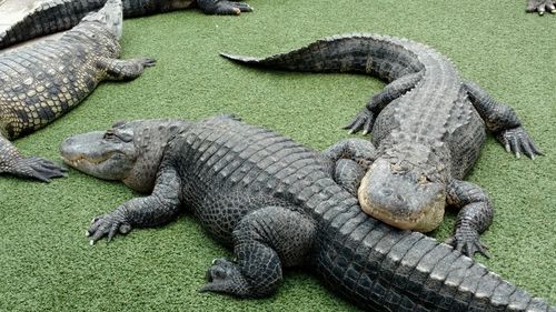 High angle view of alligators resting on field in zoo