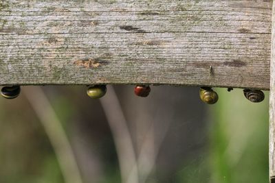 Close-up of snails on wood