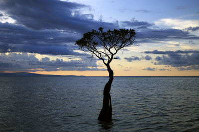 Mangrove tree at walakiri beach, sumba island, indonesia, february 2019.