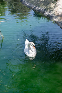 High angle view of swan swimming in lake