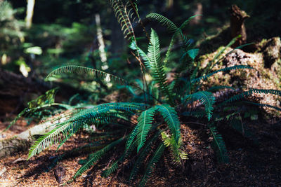 Close-up of fern in forest