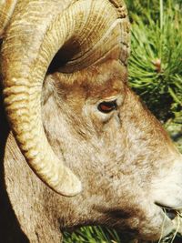 Close-up of animal