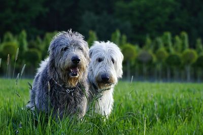 Close-up of dog on field