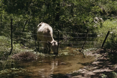 View of horse drinking water from glass