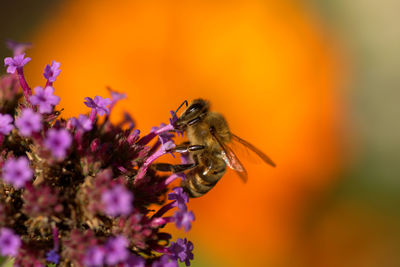 Close-up of bee pollinating on purple flower