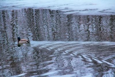 Ducks swimming on lake