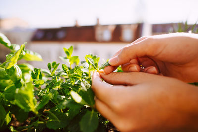 Cropped hands of woman picking mint leaves growing in balcony