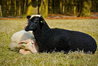 Sheep relaxing on grassy field