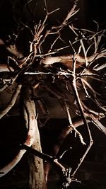 Close-up of dried leaves on tree at night