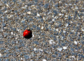 High angle view of ladybug on land