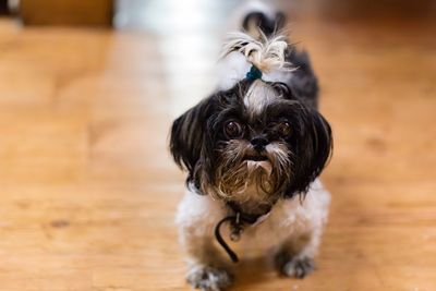 Close-up portrait of dog