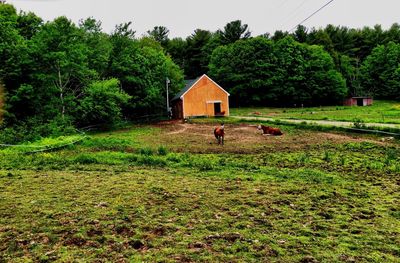 Scenic view of grassy field