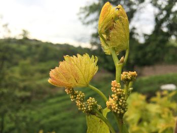 Close-up of yellow flower blooming against sky