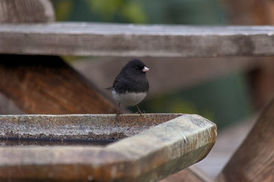 Full length small bird dark-eyed junco at concrete birdbath looking at camera