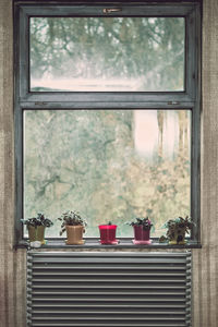 Close-up of potted plants on window sill