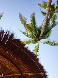 Low angle view of trees against clear blue sky