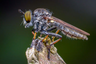 Close-up of insect