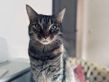 Portrait of tabby cat at home