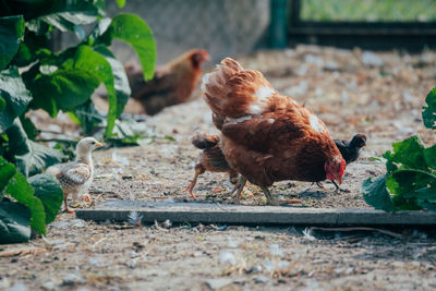 View of a bird on the ground